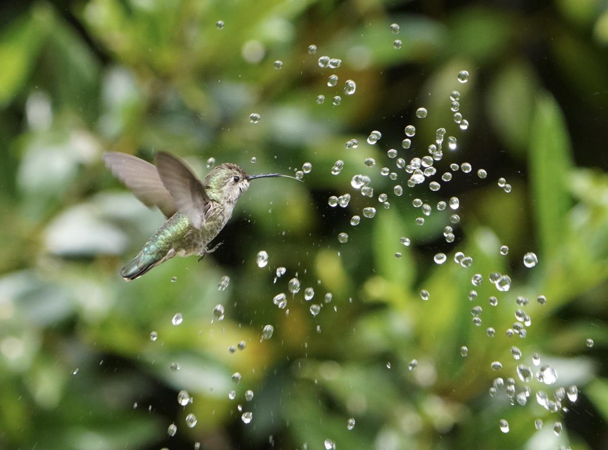 Ocell volant cap a una gota