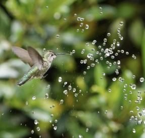 Ocell volant cap a una gota