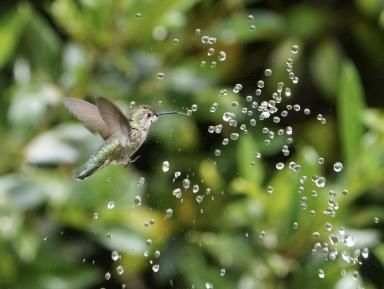 Ocell volant cap a una gota